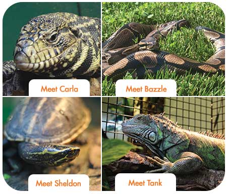Meet Our Store Pets - Bazzle, Carla, Sheldon & Tank!